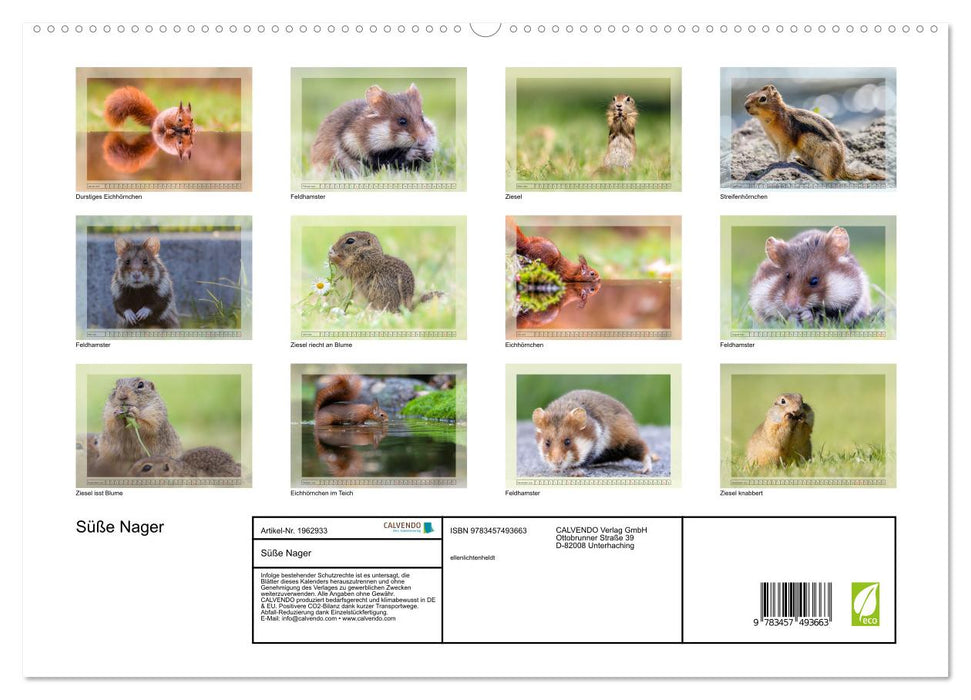 Süße Nager (CALVENDO Premium Wandkalender 2026)