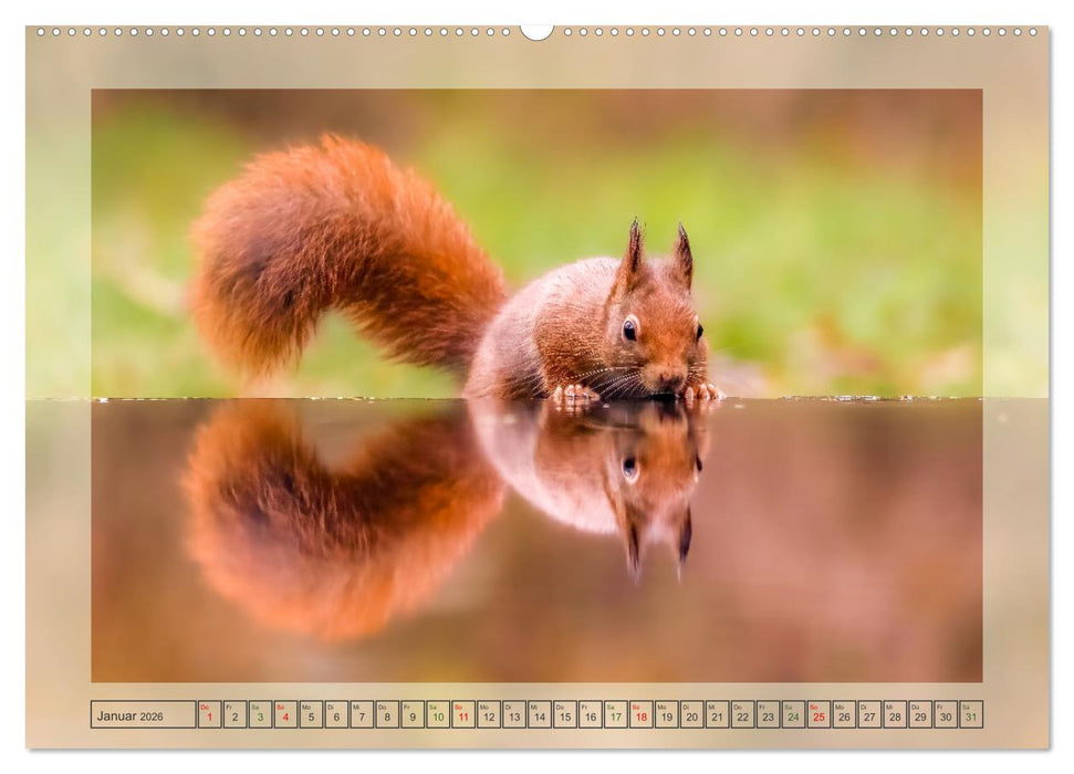 Süße Nager (CALVENDO Premium Wandkalender 2026)