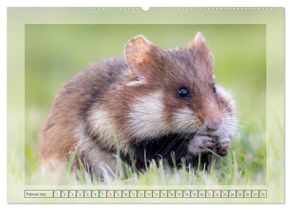 Süße Nager (CALVENDO Premium Wandkalender 2026)