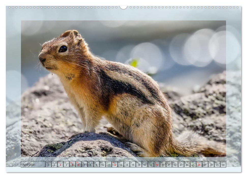 Süße Nager (CALVENDO Premium Wandkalender 2026)