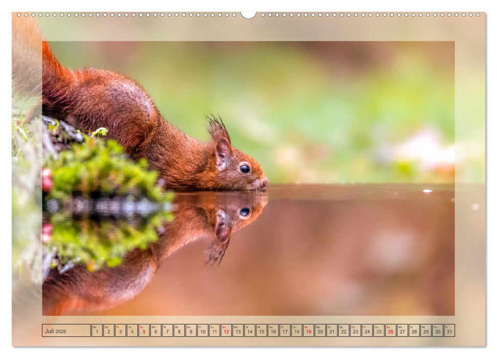 Süße Nager (CALVENDO Premium Wandkalender 2026)