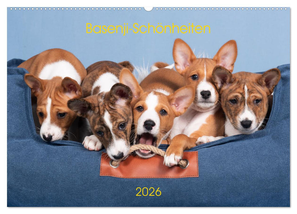 Basenji-Schönheiten (CALVENDO Wandkalender 2026)