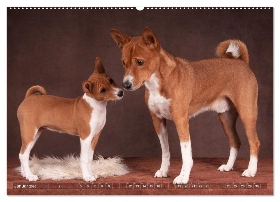 Basenji-Schönheiten (CALVENDO Wandkalender 2026)
