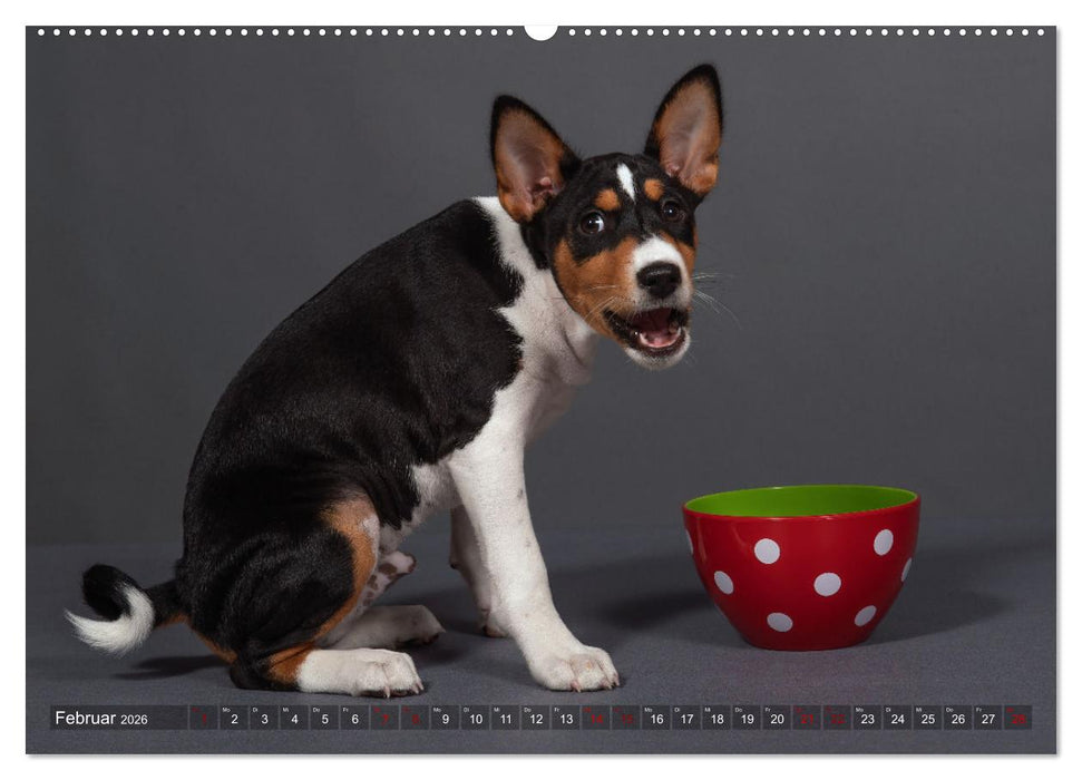 Basenji-Schönheiten (CALVENDO Wandkalender 2026)