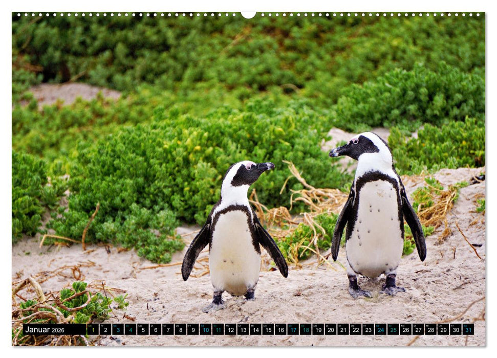 Big Five aus dem Ozean Hai, Delphin, Wal, Robbe, Pinguin (CALVENDO Wandkalender 2026)