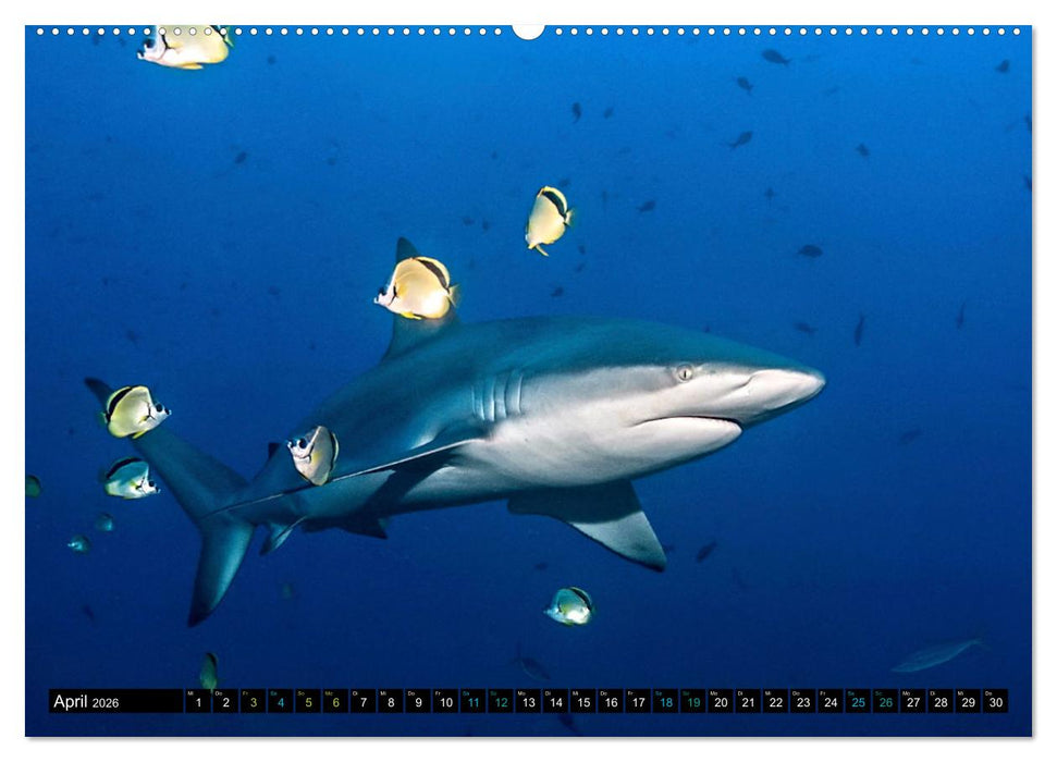 Big Five aus dem Ozean Hai, Delphin, Wal, Robbe, Pinguin (CALVENDO Wandkalender 2026)