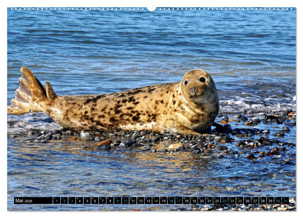Big Five aus dem Ozean Hai, Delphin, Wal, Robbe, Pinguin (CALVENDO Wandkalender 2026)