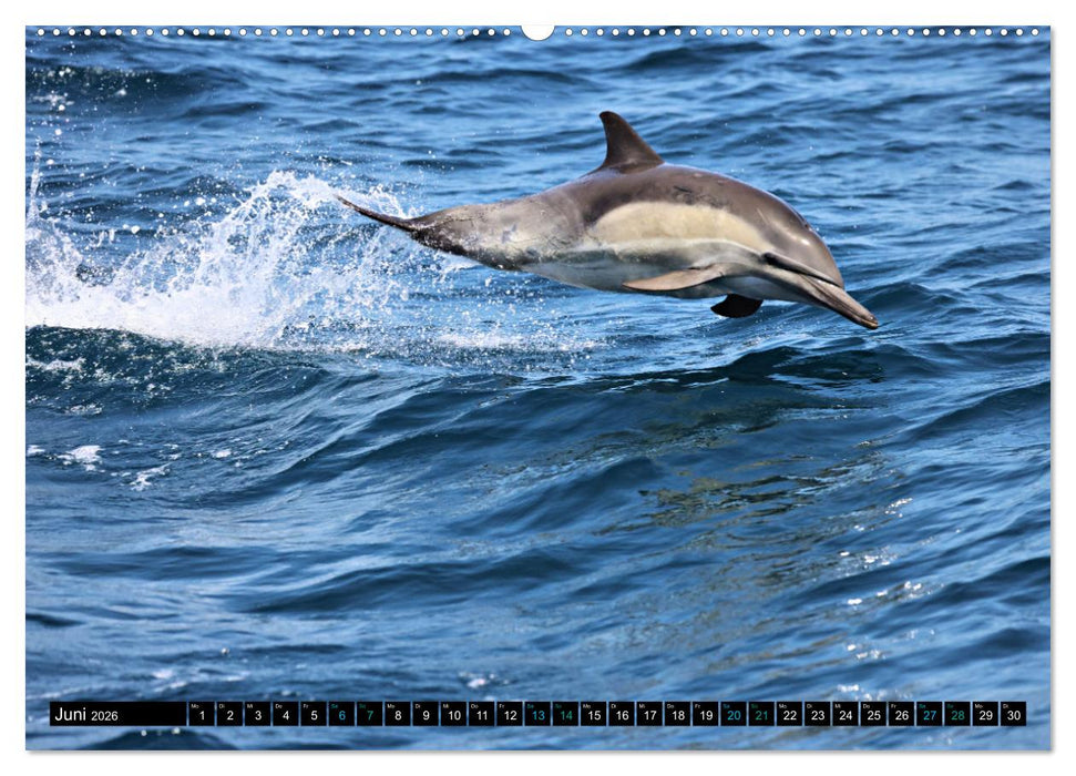 Big Five aus dem Ozean Hai, Delphin, Wal, Robbe, Pinguin (CALVENDO Wandkalender 2026)