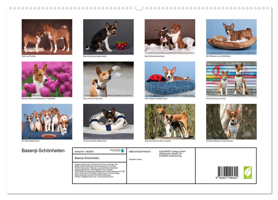 Basenji-Schönheiten (CALVENDO Premium Wandkalender 2026)