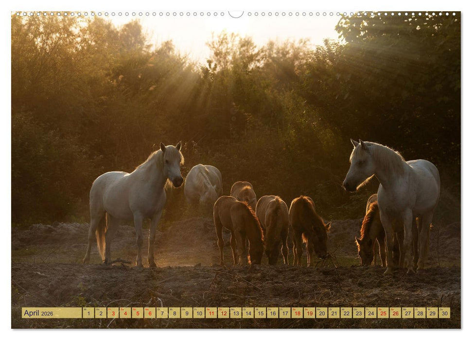 Die wilden Pferde der Camargue (CALVENDO Premium Wandkalender 2026)