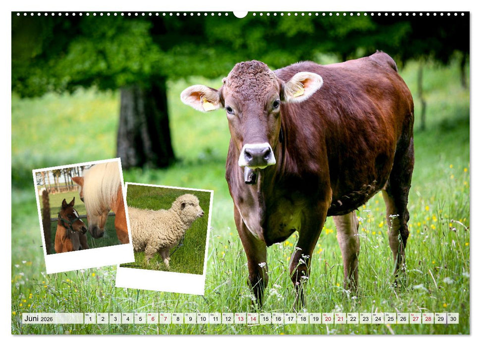 Einkaufen im Hofladen (CALVENDO Premium Wandkalender 2026)