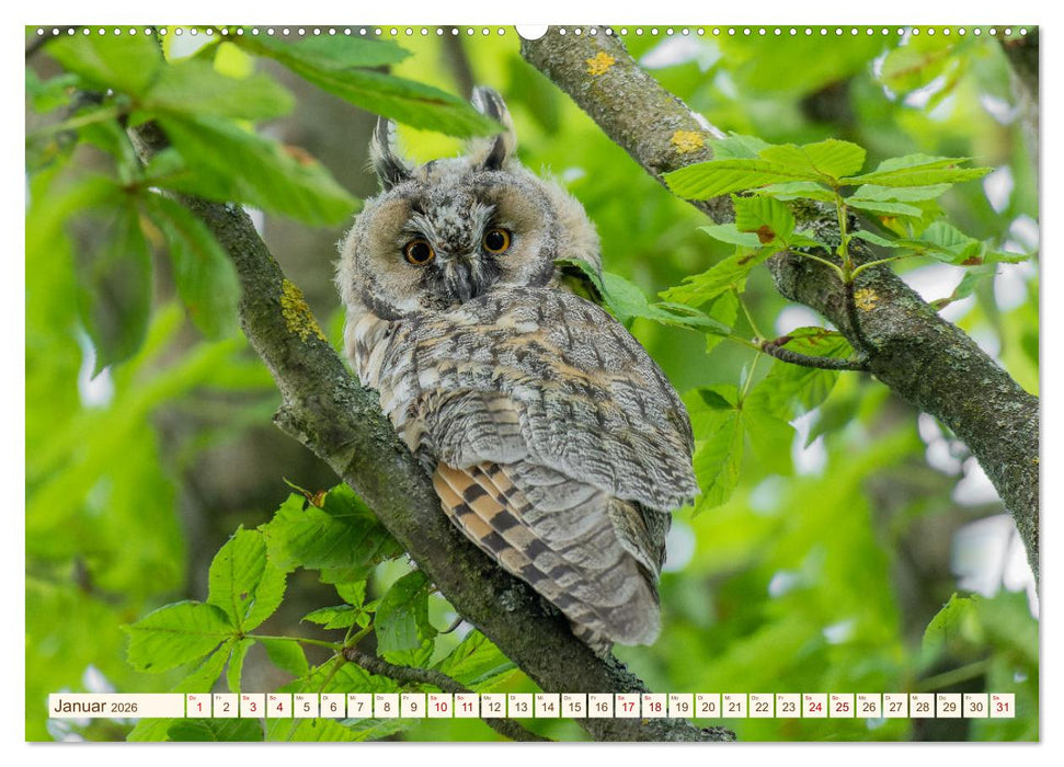 Eulen in Franken (CALVENDO Premium Wandkalender 2026)