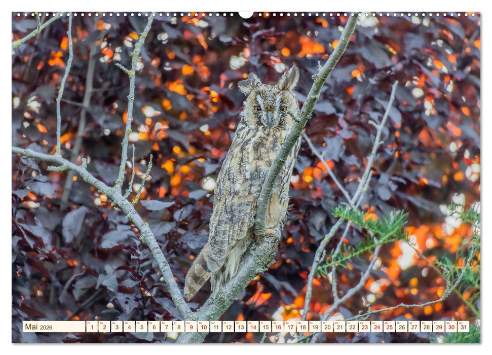 Eulen in Franken (CALVENDO Premium Wandkalender 2026)