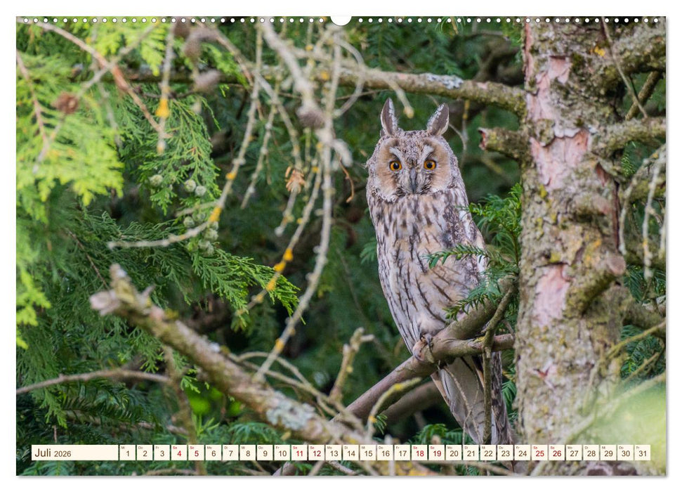 Eulen in Franken (CALVENDO Premium Wandkalender 2026)