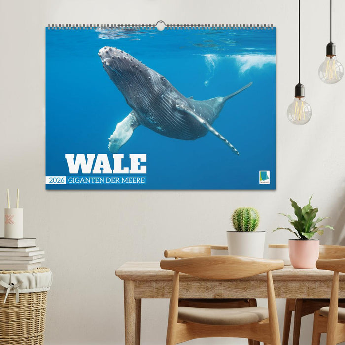 Wale: Giganten der Meere (CALVENDO Wandkalender 2026)