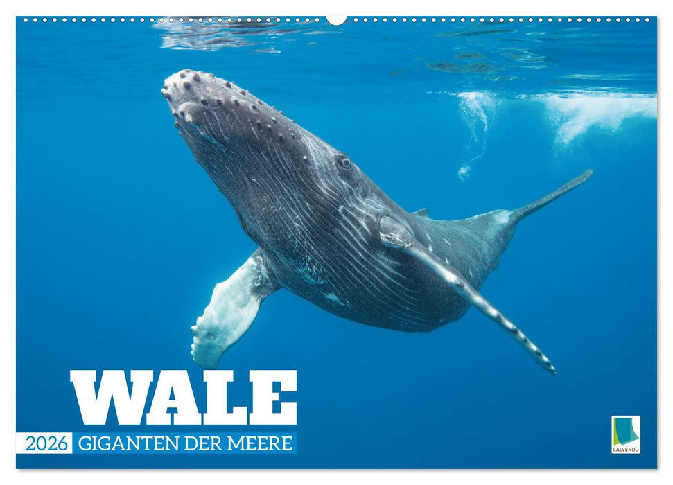 Wale: Giganten der Meere (CALVENDO Wandkalender 2026)