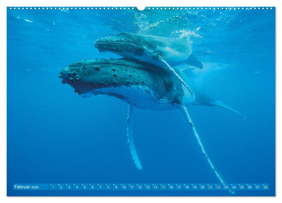 Wale: Giganten der Meere (CALVENDO Wandkalender 2026)