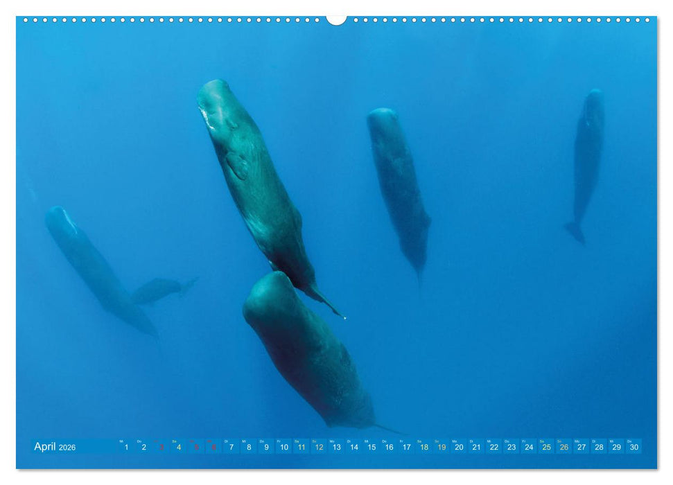 Wale: Giganten der Meere (CALVENDO Wandkalender 2026)