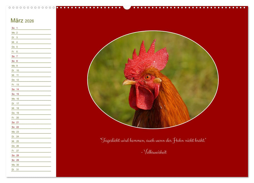 Freilaufende Hühner (CALVENDO Wandkalender 2026)