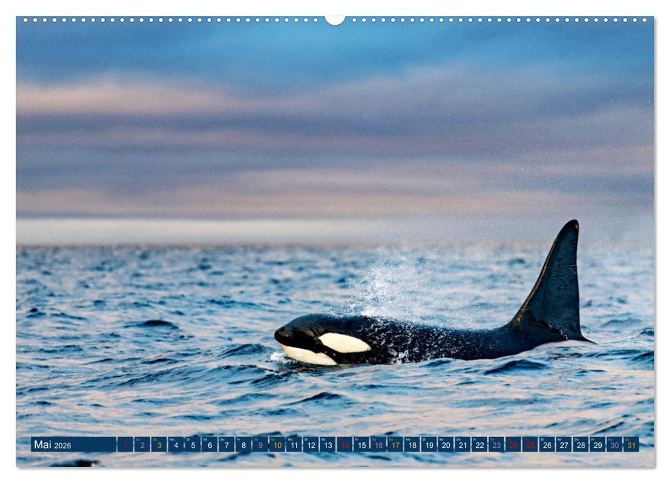 Big Five Australiens Buckelwal, Walhai, Orca, Quokka,Känguru (CALVENDO Premium Wandkalender 2026)