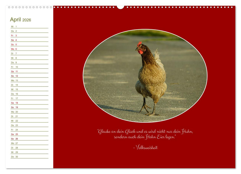 Freilaufende Hühner (CALVENDO Premium Wandkalender 2026)