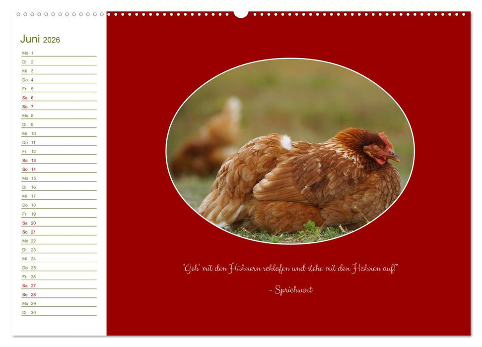 Freilaufende Hühner (CALVENDO Premium Wandkalender 2026)