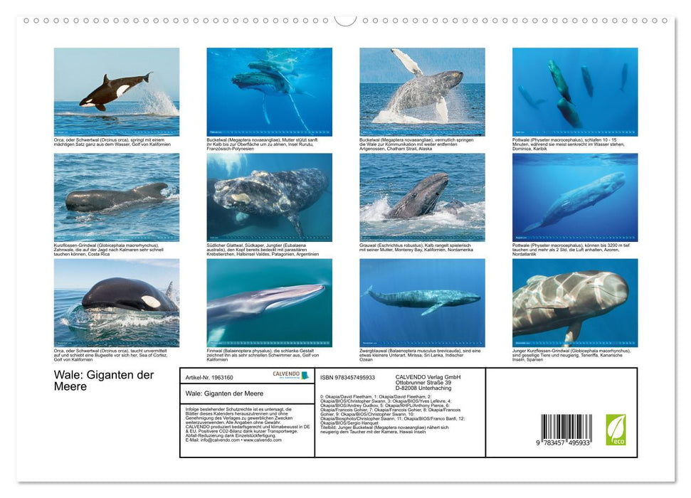 Wale: Giganten der Meere (CALVENDO Premium Wandkalender 2026)