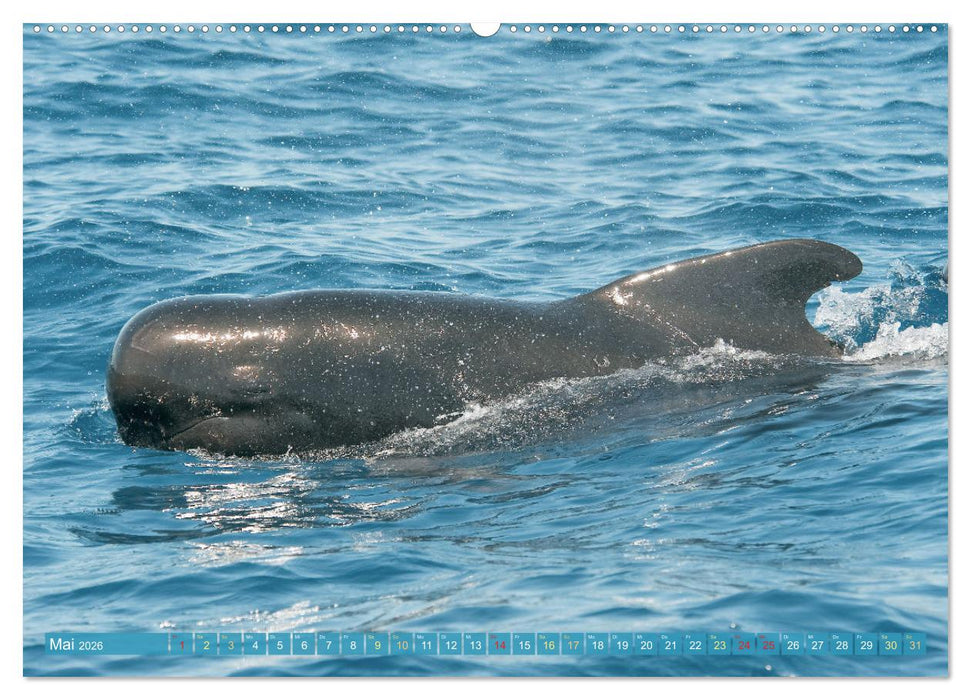 Wale: Giganten der Meere (CALVENDO Premium Wandkalender 2026)