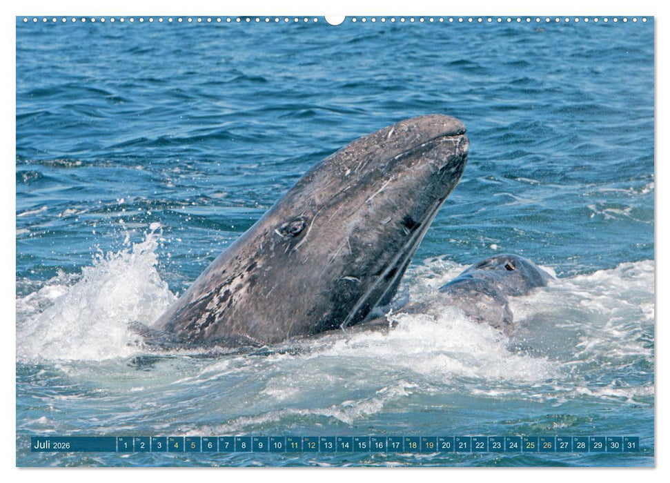 Wale: Giganten der Meere (CALVENDO Premium Wandkalender 2026)