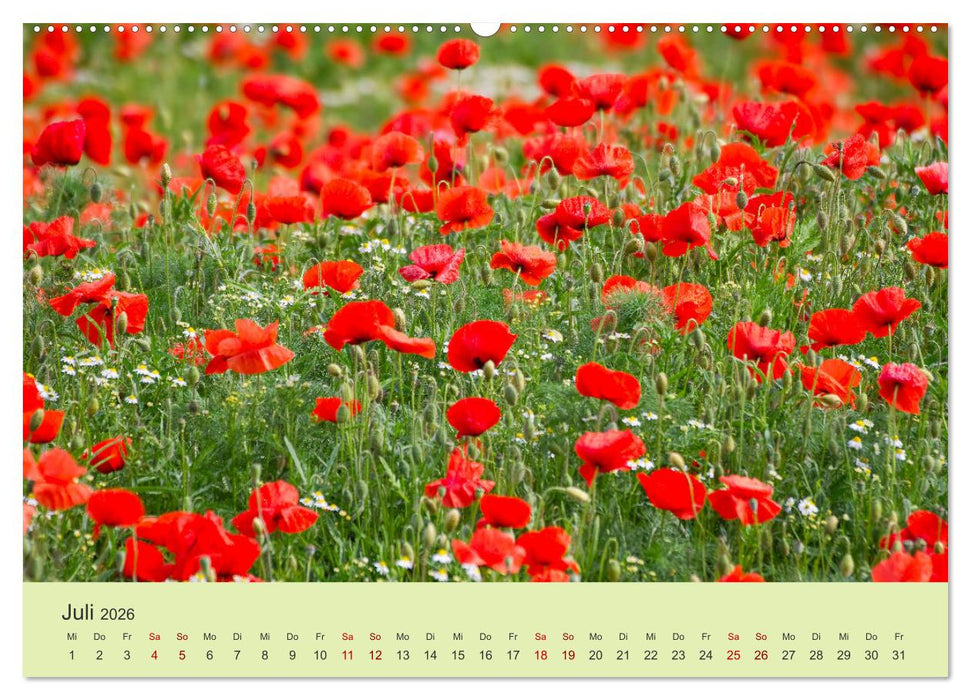 Wilde Blumen - ein Spaziergang durch die Natur (CALVENDO Premium Wandkalender 2026)