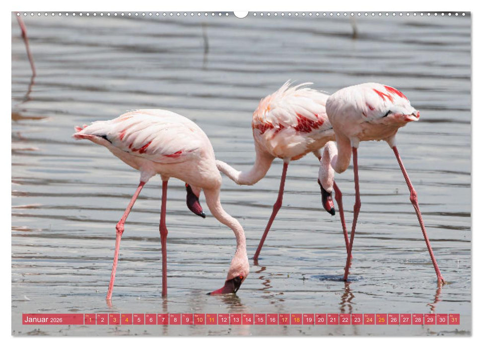 Flamingos am Lake Bogoria - Kenia (CALVENDO Wandkalender 2026)