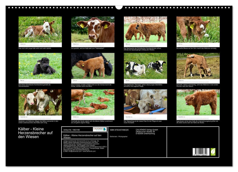 Kälber - Kleine Herzensbrecher auf den Wiesen (CALVENDO Wandkalender 2026)