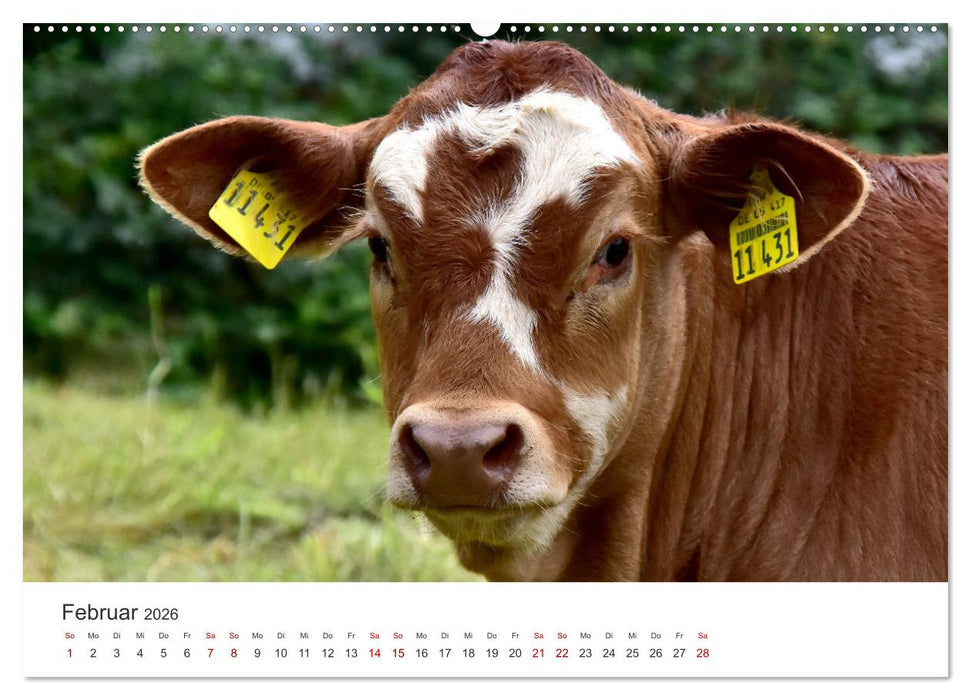 Kälber - Kleine Herzensbrecher auf den Wiesen (CALVENDO Wandkalender 2026)