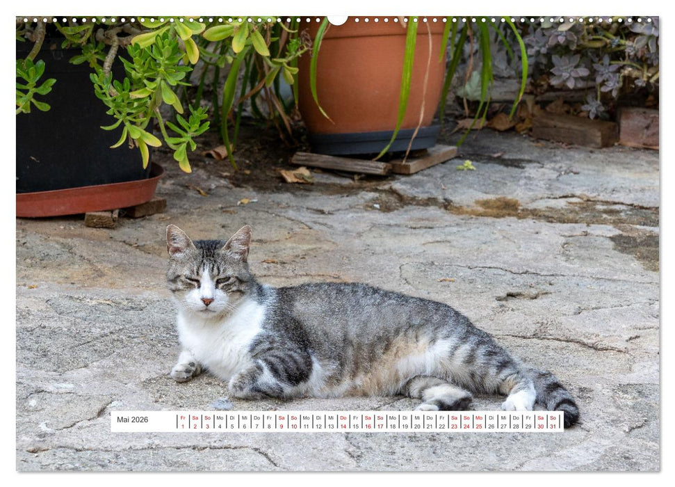 Impressionen der Provence (CALVENDO Premium Wandkalender 2026)