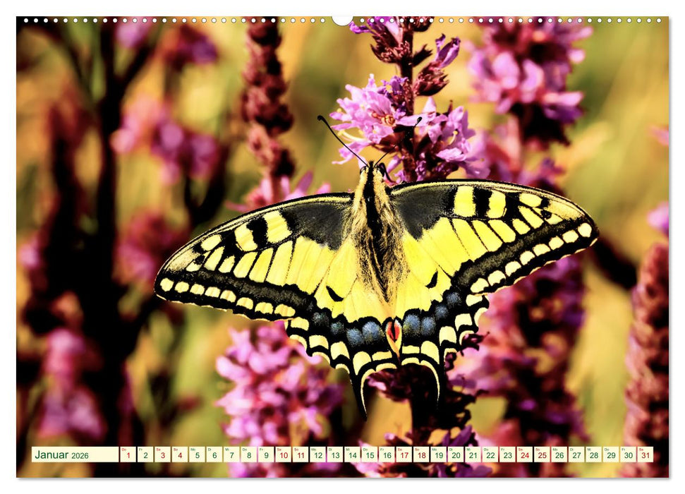 Ein außergewöhnliches Schauspiel (CALVENDO Premium Wandkalender 2026)