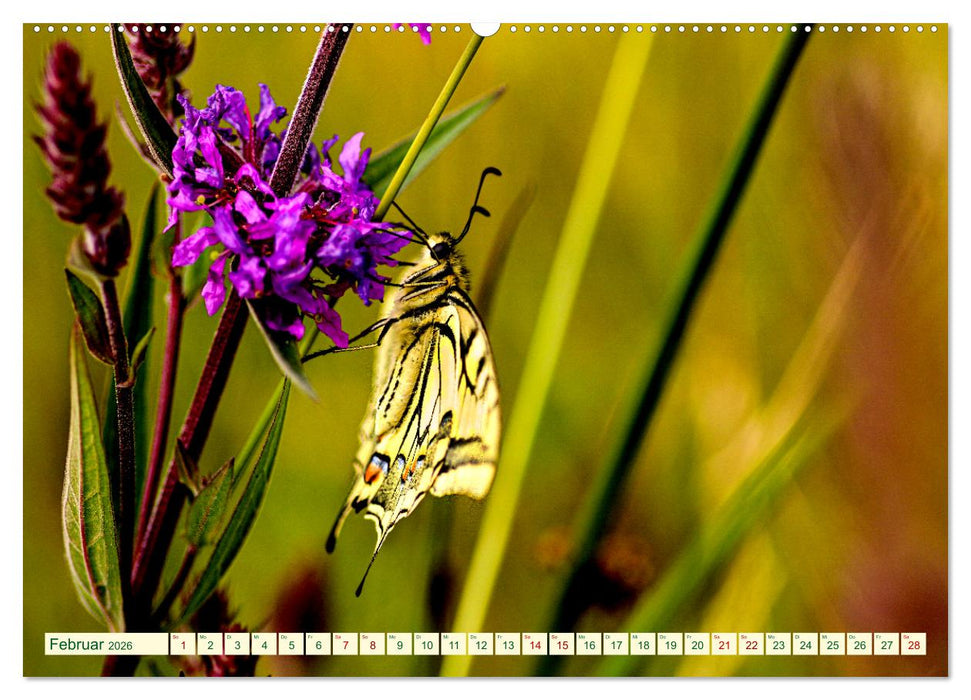 Ein außergewöhnliches Schauspiel (CALVENDO Premium Wandkalender 2026)