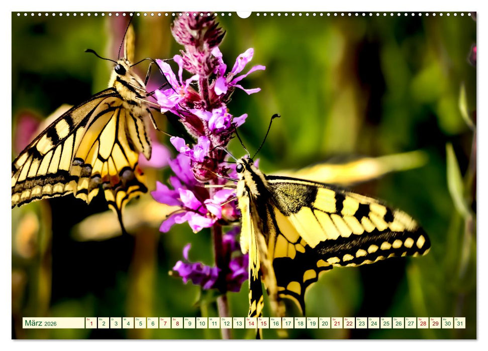 Ein außergewöhnliches Schauspiel (CALVENDO Premium Wandkalender 2026)