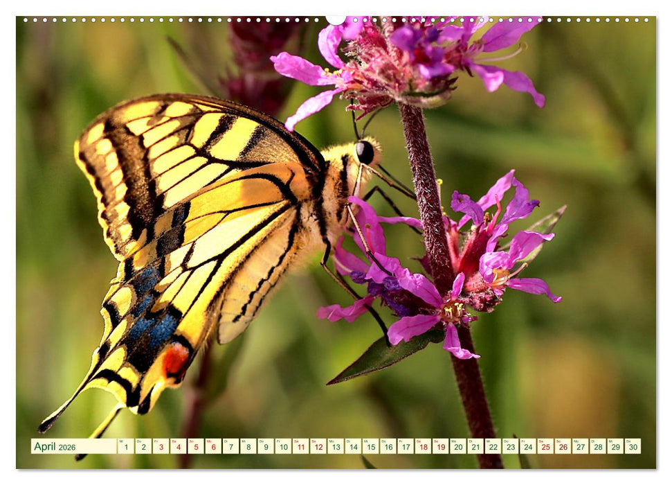 Ein außergewöhnliches Schauspiel (CALVENDO Premium Wandkalender 2026)