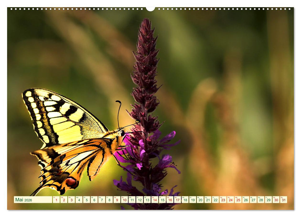 Ein außergewöhnliches Schauspiel (CALVENDO Premium Wandkalender 2026)