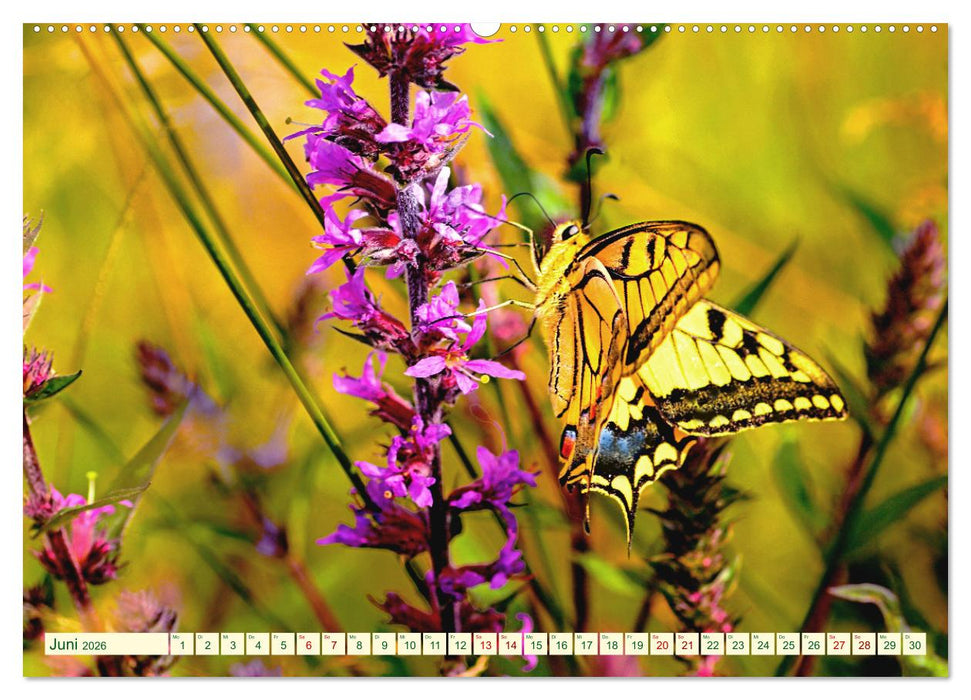 Ein außergewöhnliches Schauspiel (CALVENDO Premium Wandkalender 2026)