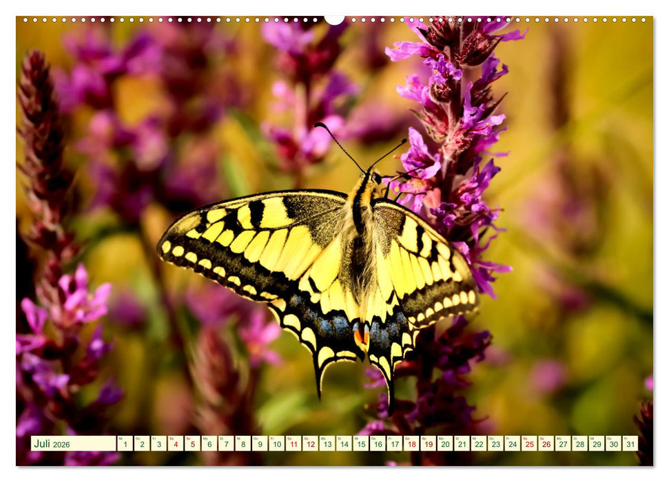 Ein außergewöhnliches Schauspiel (CALVENDO Premium Wandkalender 2026)