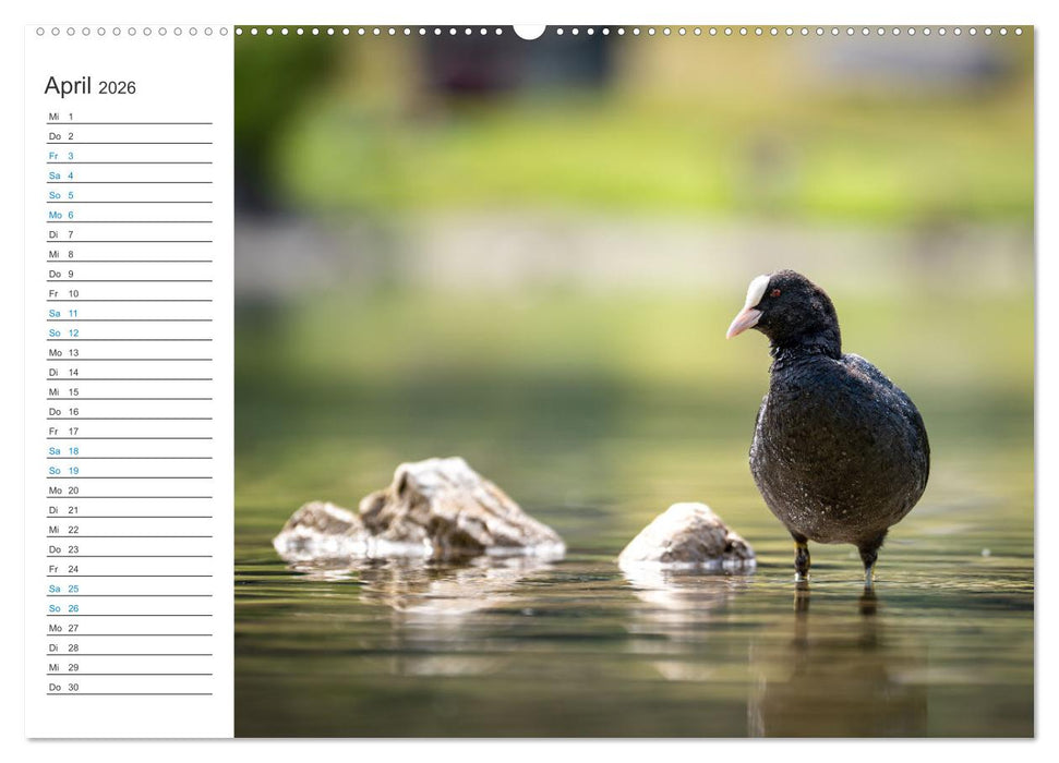 Faszination Alpen (CALVENDO Wandkalender 2026)