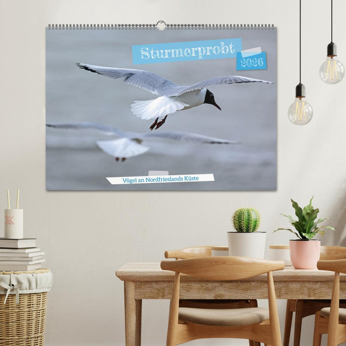 Sturmerprobt - Vögel an Nordfrieslands Küste (CALVENDO Wandkalender 2026)