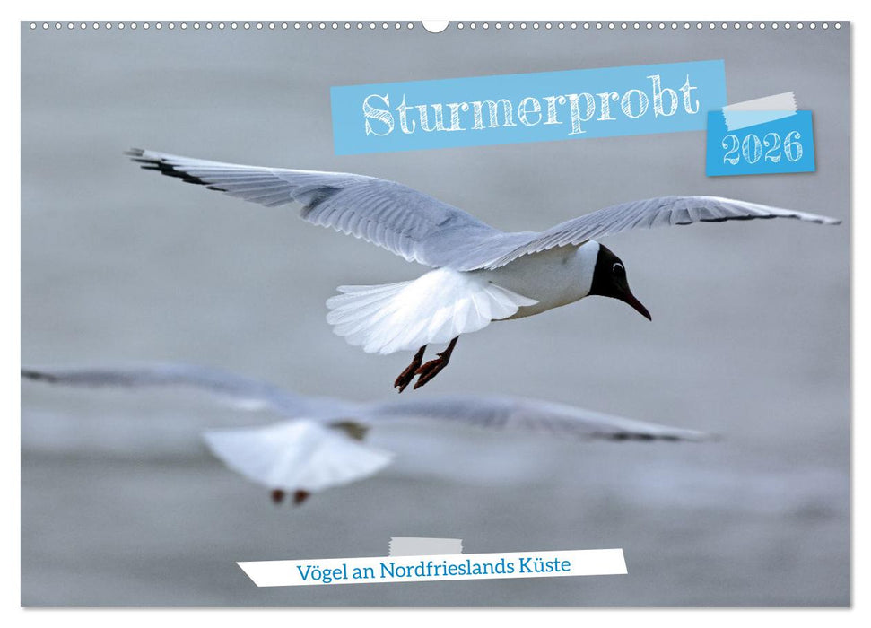 Sturmerprobt - Vögel an Nordfrieslands Küste (CALVENDO Wandkalender 2026)