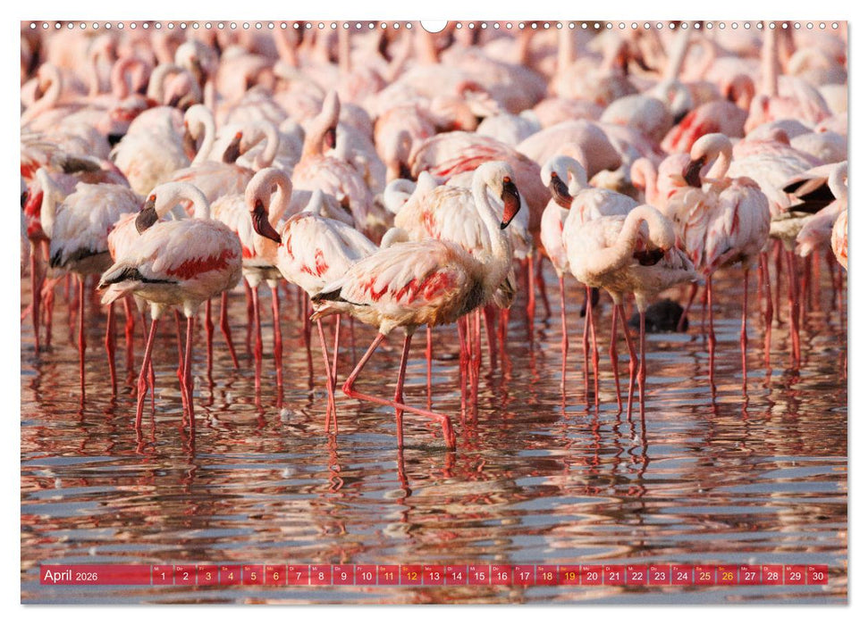 Flamingos am Lake Bogoria - Kenia (CALVENDO Premium Wandkalender 2026)