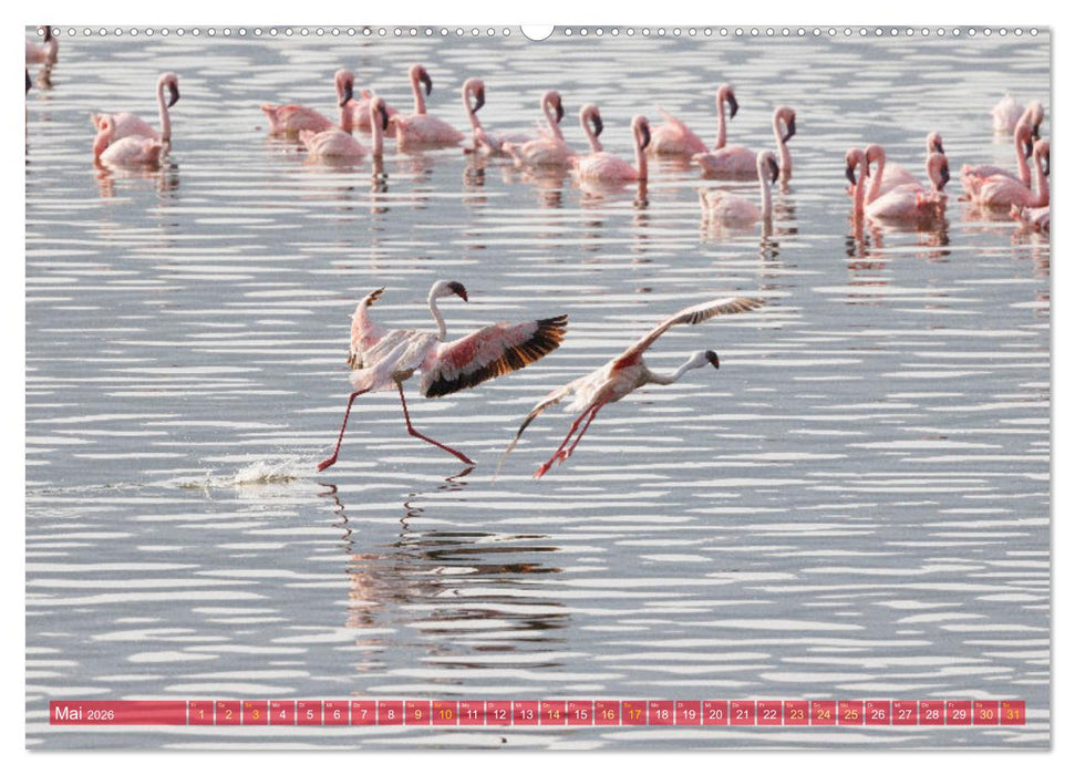 Flamingos am Lake Bogoria - Kenia (CALVENDO Premium Wandkalender 2026)