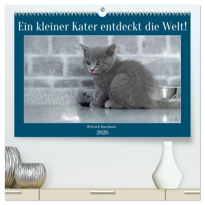 Ein kleiner Kater entdeckt die Welt! (CALVENDO Premium Wandkalender 2026)