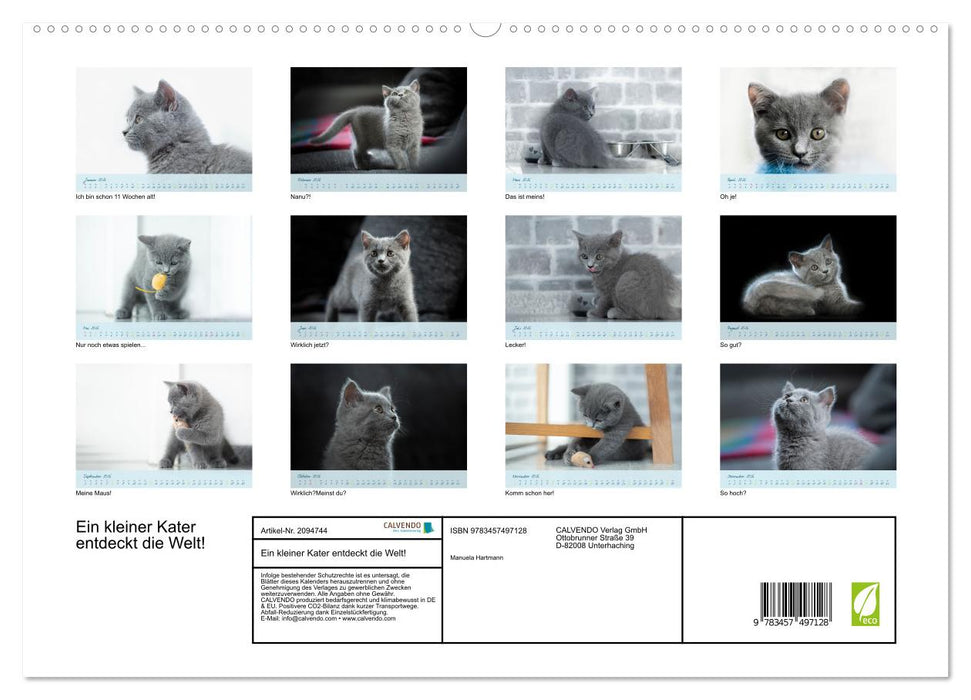 Ein kleiner Kater entdeckt die Welt! (CALVENDO Premium Wandkalender 2026)