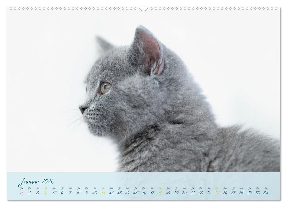 Ein kleiner Kater entdeckt die Welt! (CALVENDO Premium Wandkalender 2026)
