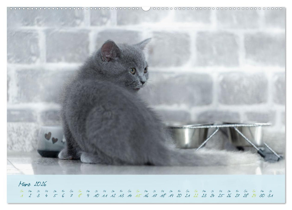 Ein kleiner Kater entdeckt die Welt! (CALVENDO Premium Wandkalender 2026)